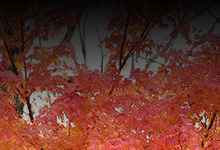 散る紅葉 生かす大地へ 還り往く