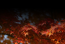 散る紅葉 生かす大地へ 還り往く
