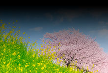 散る桜残る桜も散る桜