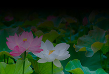 吹く風を 受けて散る花 ひらく花